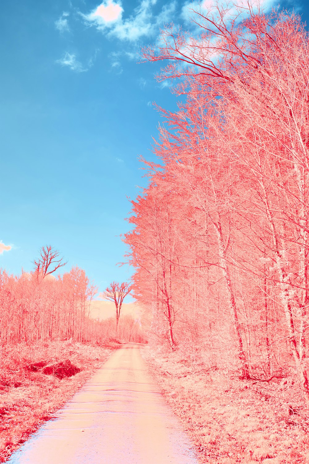 brown trees beside road during daytime