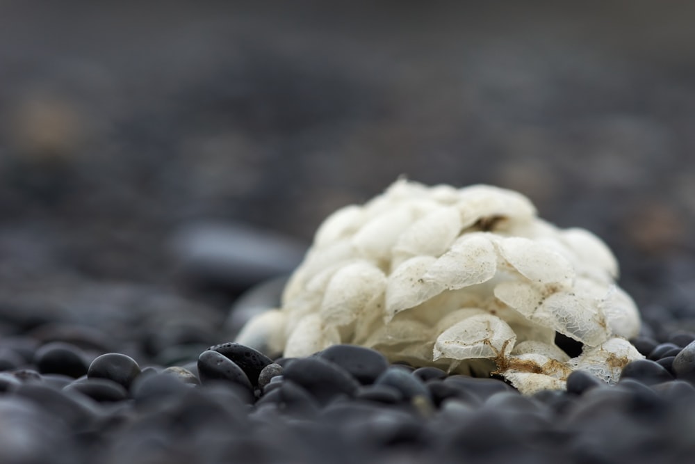 a close up of a piece of food on the ground