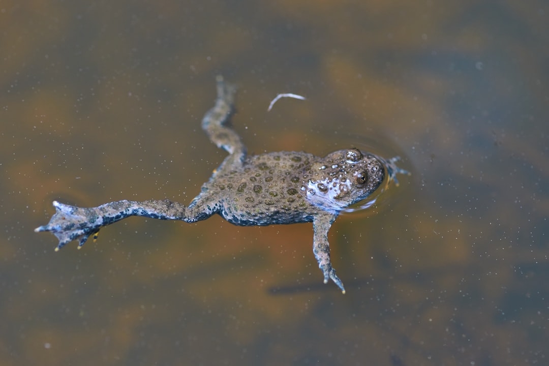 brown and black frog on water
