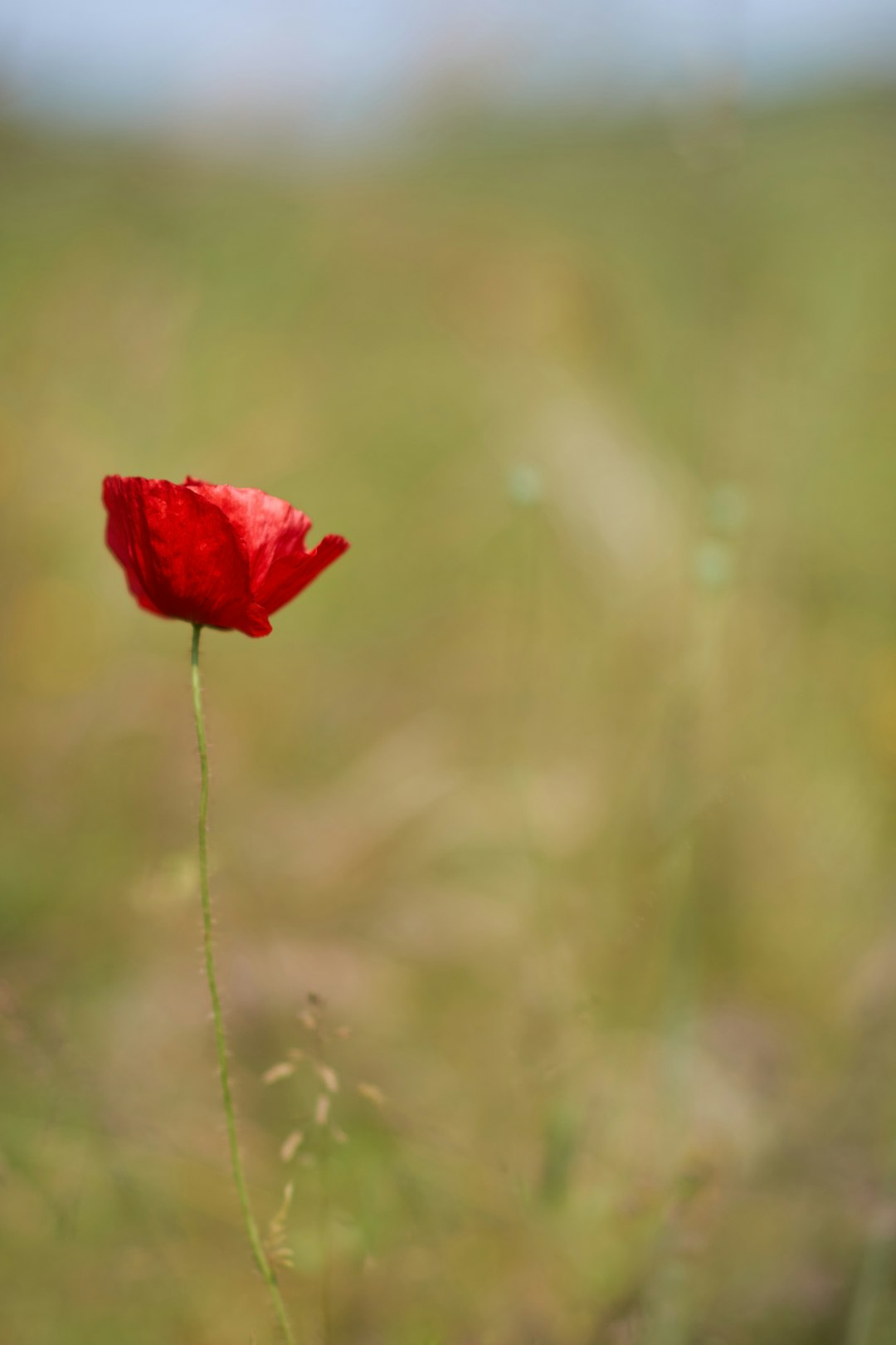 red flower in tilt shift lens