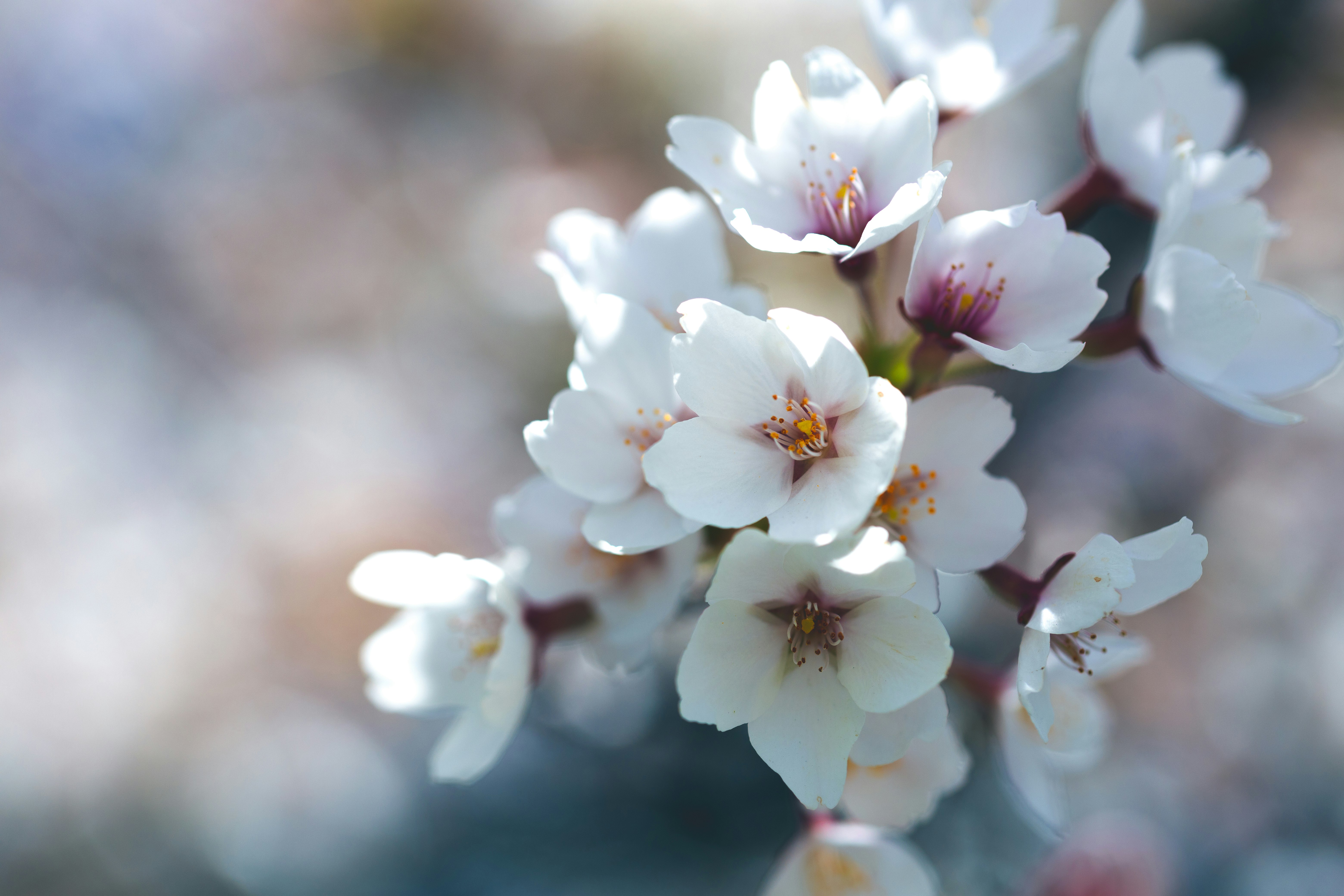 white cherry blossom in close up photography