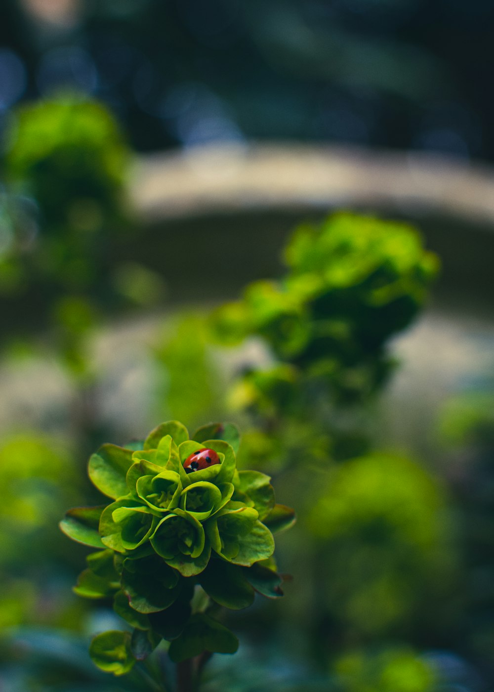 green plant in tilt shift lens