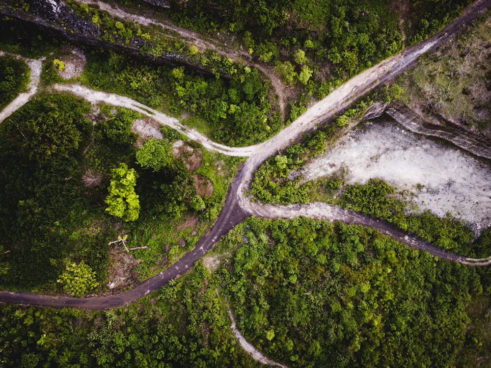 aerial view of green trees