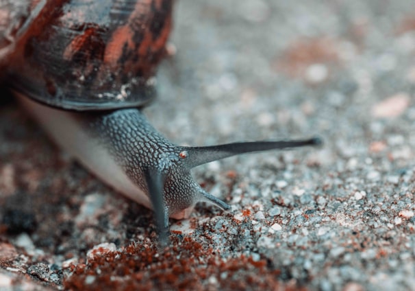 brown and black snail on brown and gray stone