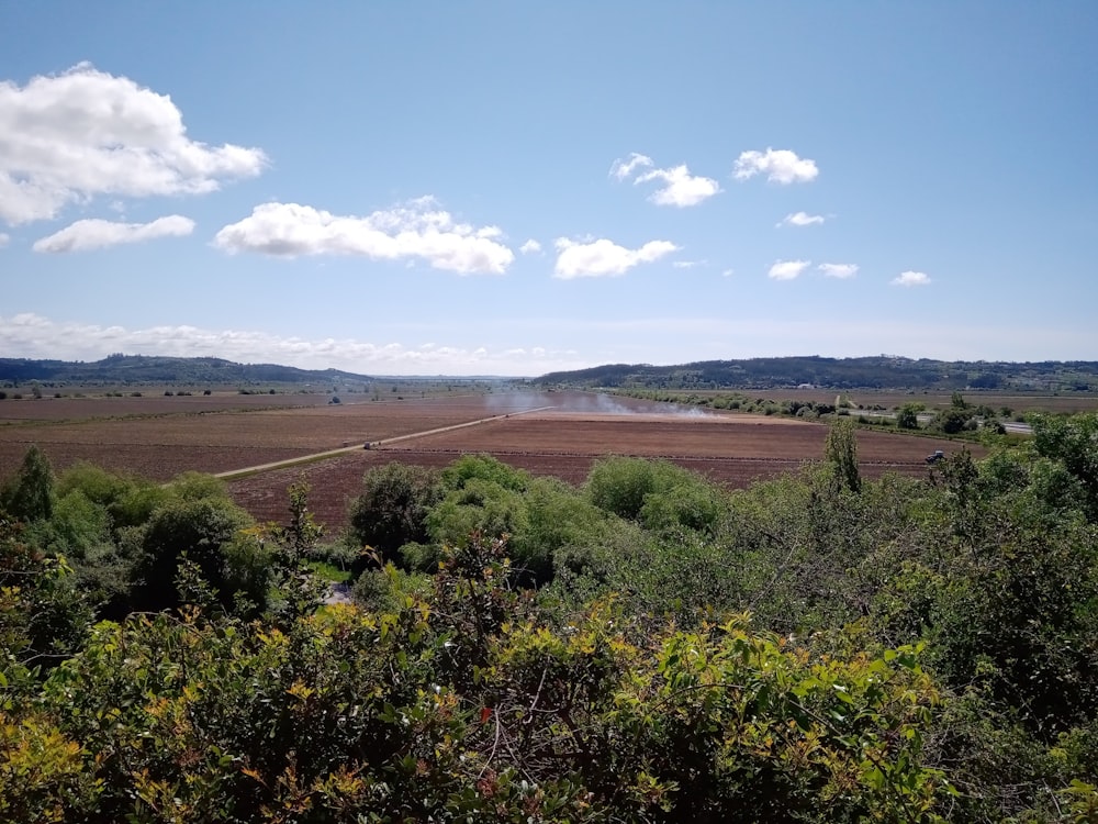 green trees on brown field under blue sky during daytime