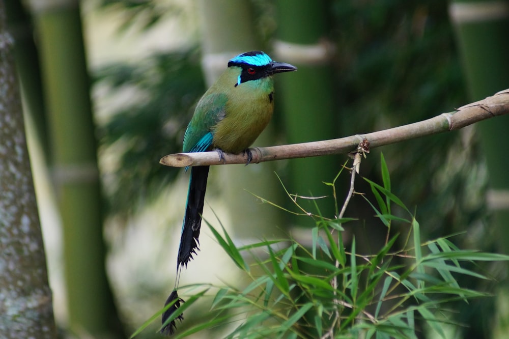 pájaro azul y verde en la rama marrón del árbol durante el día