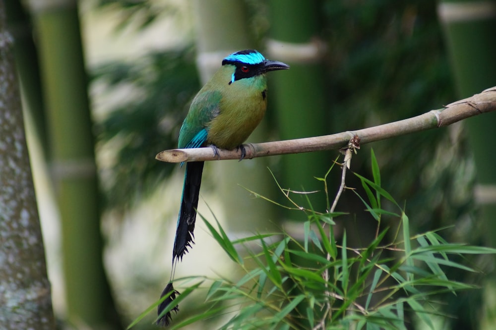 blue and green bird on brown tree branch during daytime