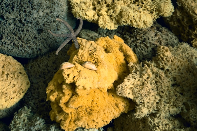 brown and white coral reef