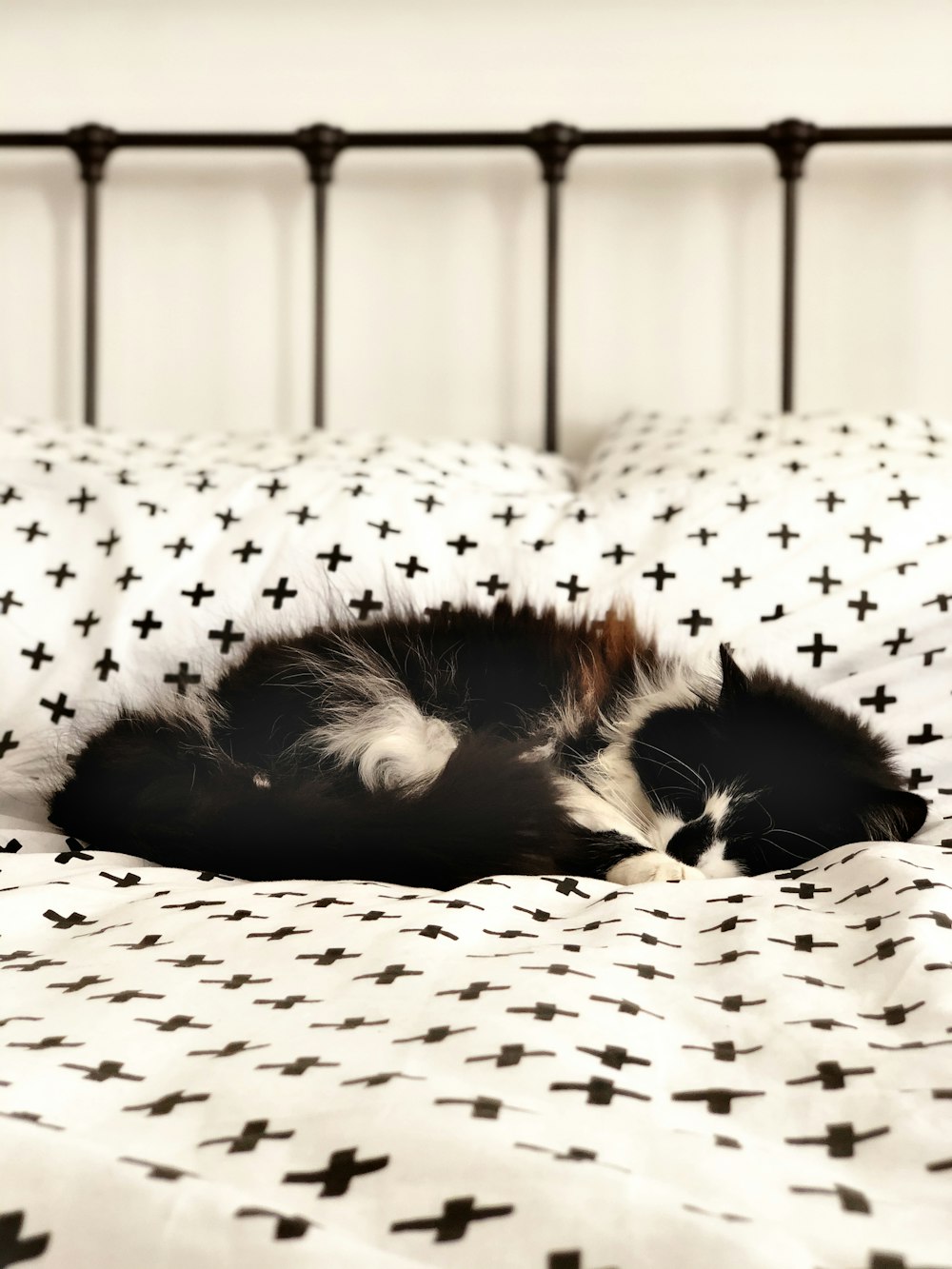 black and white cat lying on white and black polka dot textile