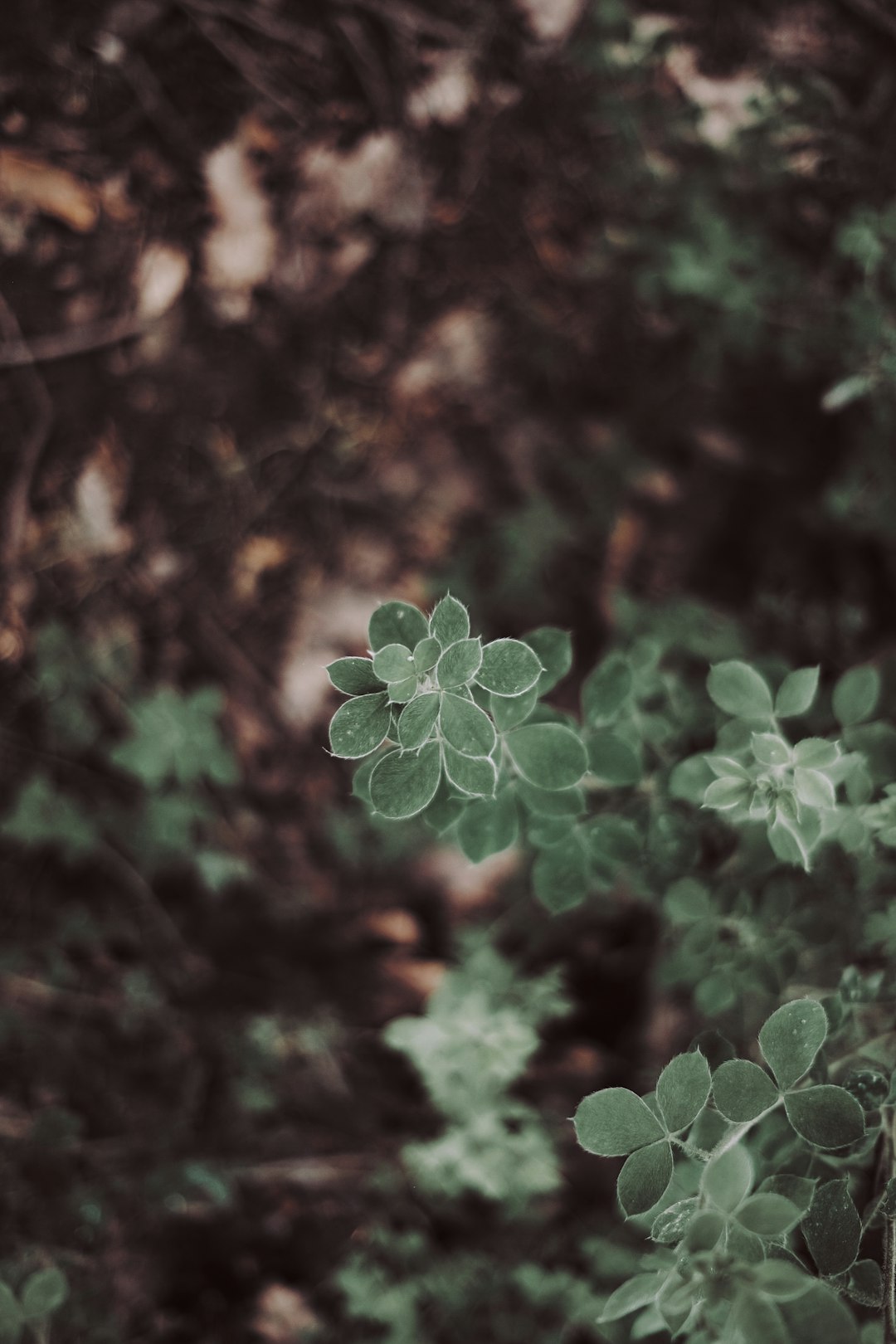 green plant in tilt shift lens