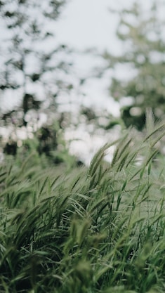 green grass in tilt shift lens