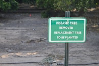 A green sign with white text stating 'DISEASED TREE REMOVED REPLACEMENT TREE TO BE PLANTED' is placed in a dirt area with sparse grass and some scattered debris. There are trees and greenery in the blurred background.