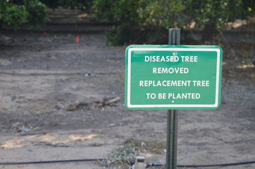 A green sign with white text stating 'DISEASED TREE REMOVED REPLACEMENT TREE TO BE PLANTED' is placed in a dirt area with sparse grass and some scattered debris. There are trees and greenery in the blurred background.
