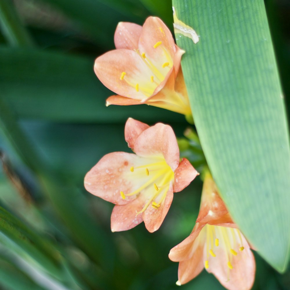 yellow and pink flower bud in close up photography