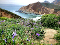 A close-up of tropical flowers blooming alongside a scenic coastal path.