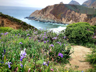 A close-up of tropical flowers blooming alongside a scenic coastal path.