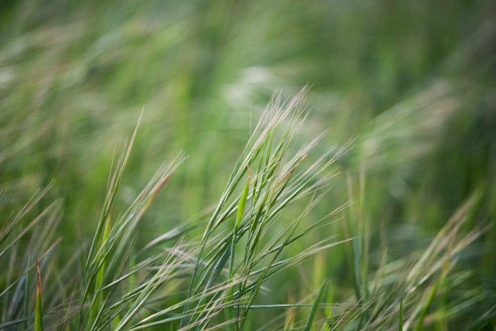 green grass in close up photography