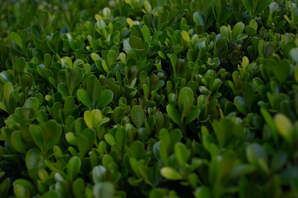 green plant field during daytime