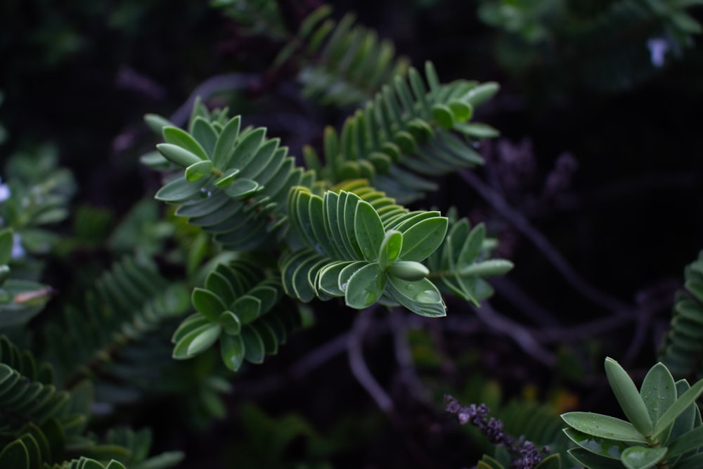 green leaves in tilt shift lens