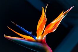 orange and purple birds of paradise flower in bloom