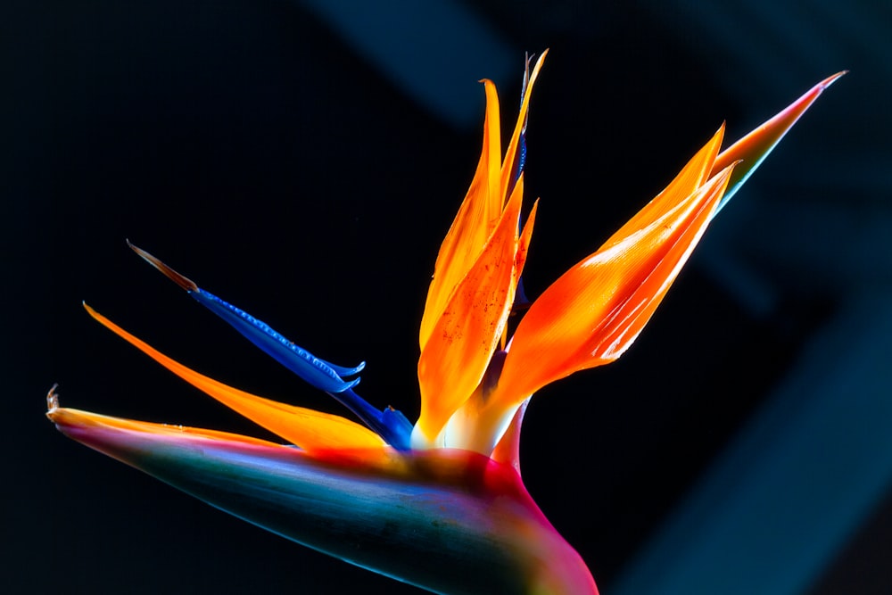 orange and purple birds of paradise flower in bloom