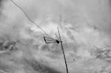 An outdoor television antenna is prominently displayed against a cloudy sky, with a wire extending from it. A small bird is visible flying near the horizon.