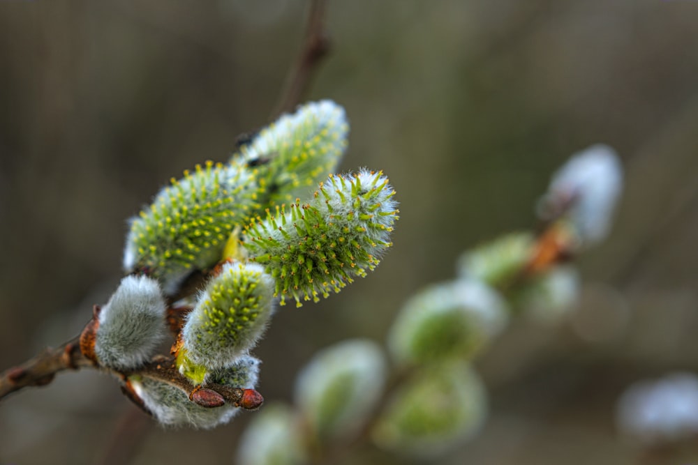 green plant in close up photography