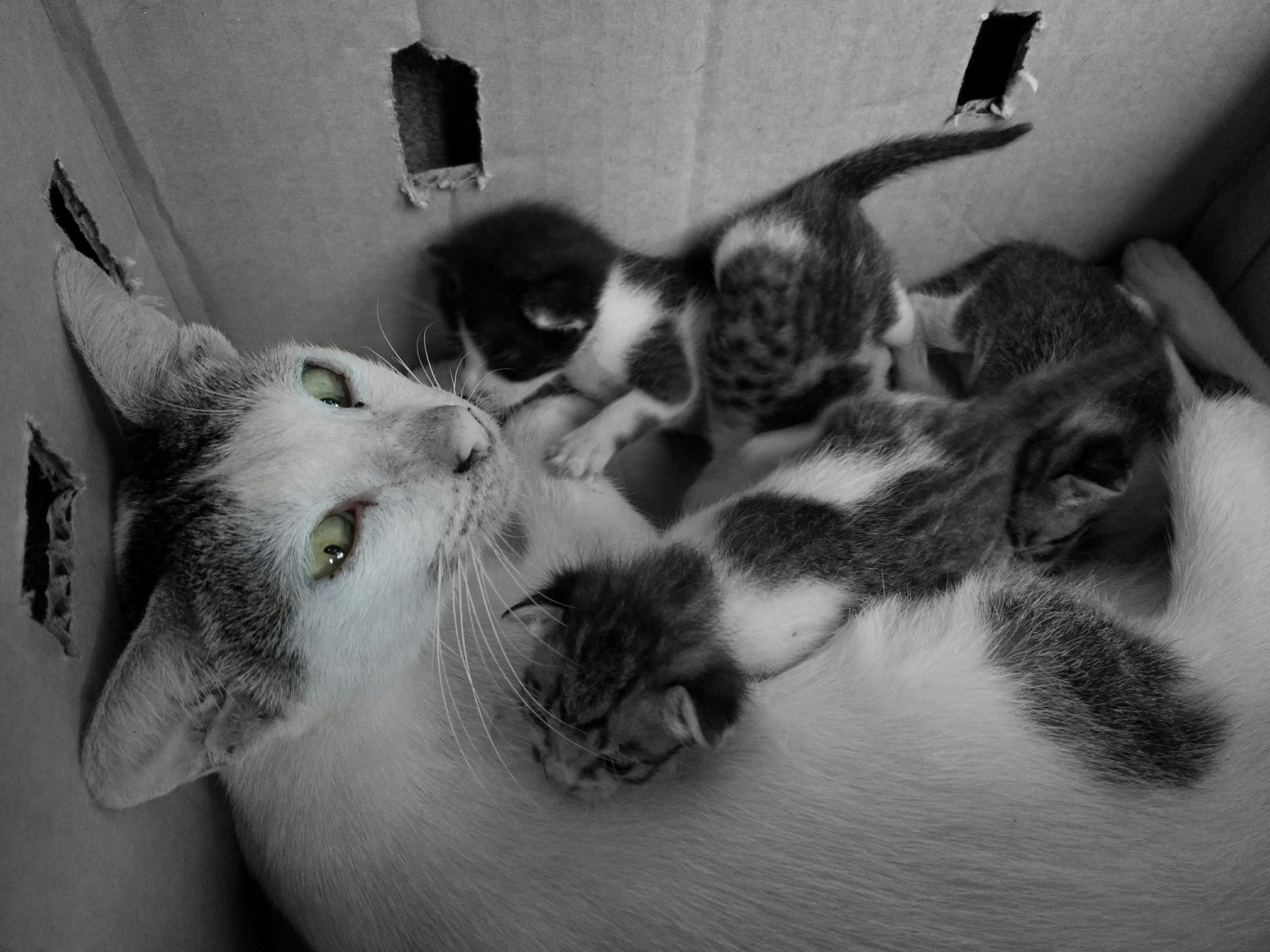 Cara Memelihara Kucing Betina yang Sedang Hamil