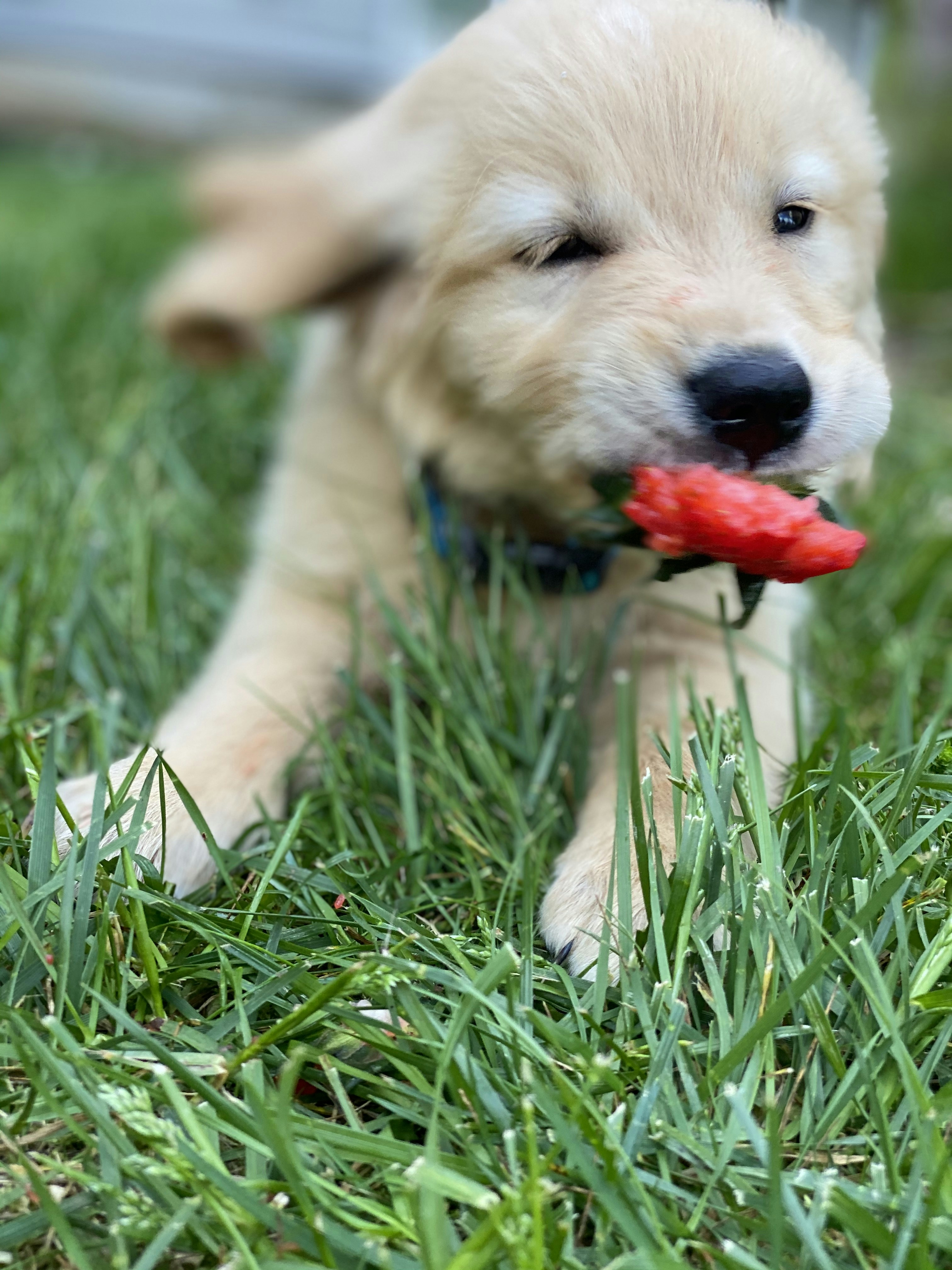 Miniature Schnauzer Puppies