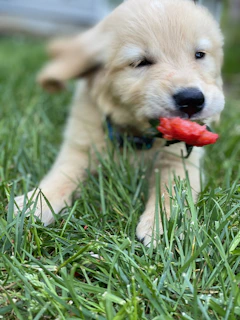 A playful puppy in a floral dress posing on a colorful blanket outdoors