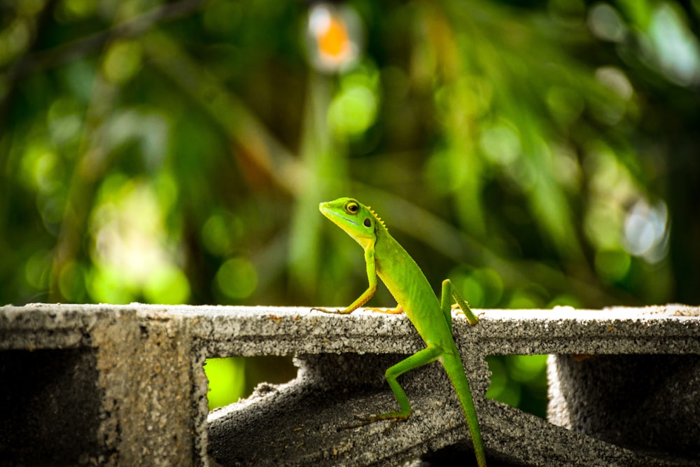 green lizard on white wooden fence