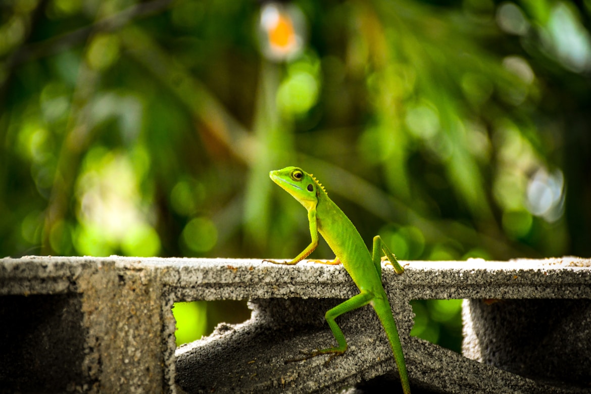 Cambodia