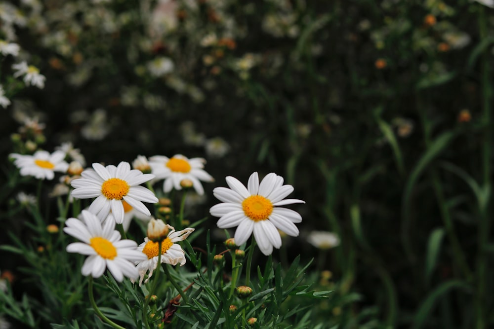 white daisy in bloom during daytime