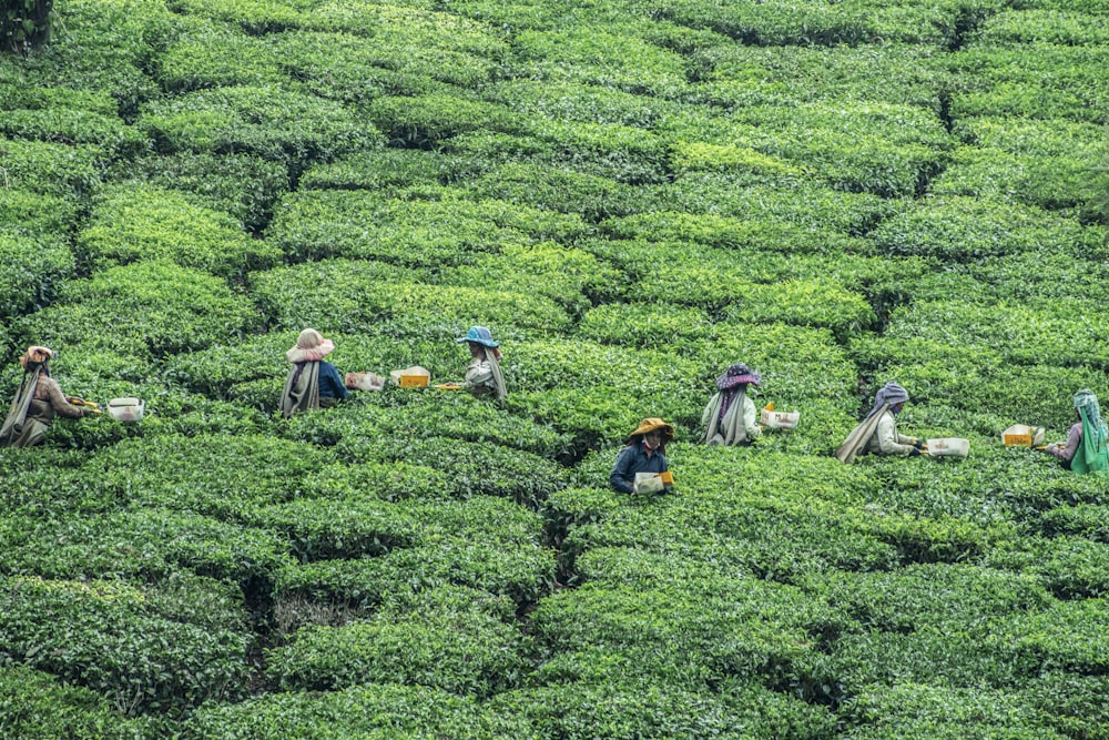 pessoas sentadas no campo de grama verde durante o dia