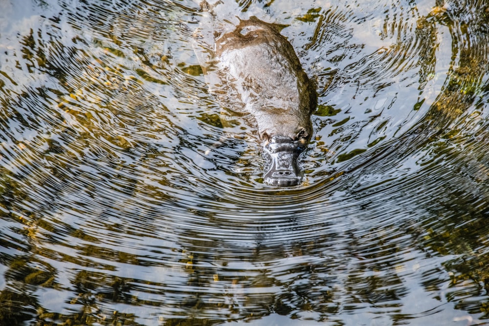 Pato marrón en el agua durante el día