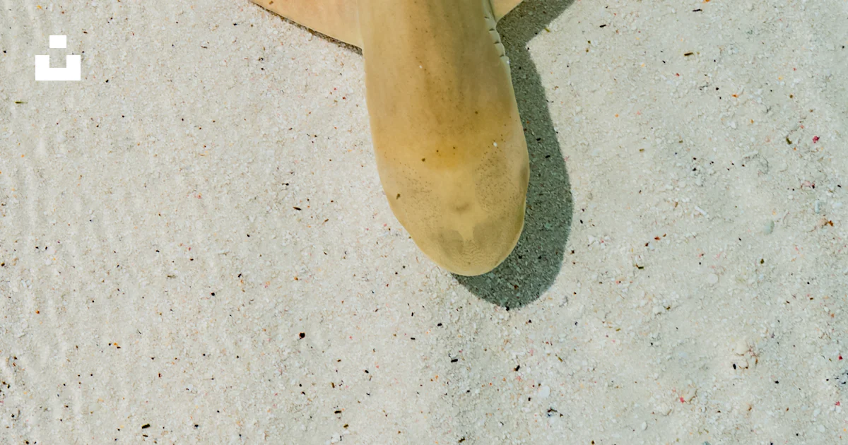 Queue Requin Queue de requin blanc et noir photo – Photo Maldives Gratuite sur Unsplash