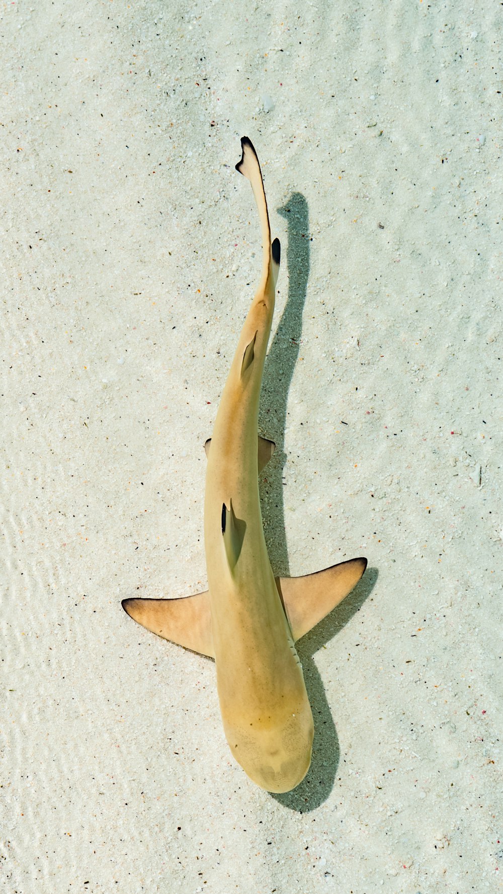 white and black shark tail