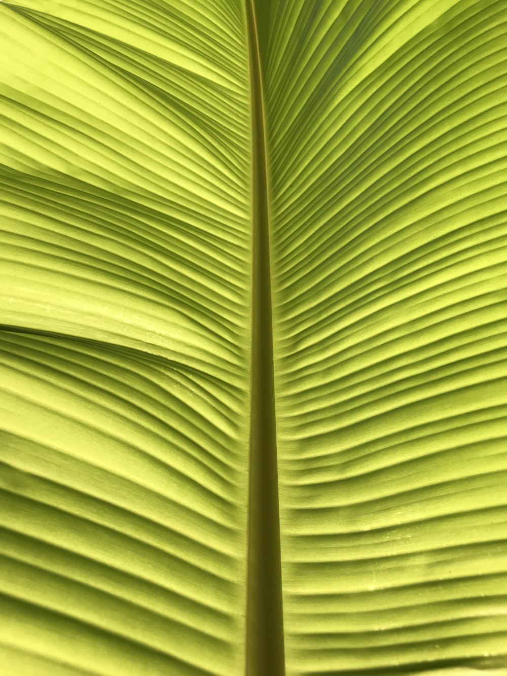 folha de bananeira verde na fotografia de perto