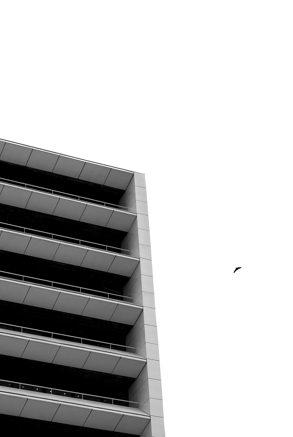 black bird flying over the building