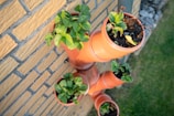 Several orange plastic pots are mounted on a brick wall, each containing green plants with fresh leaves. The pots are arranged vertically, displaying growing vegetation in a small urban garden setting. The wall is made of yellow bricks, and there is green grass and some gravel visible on the ground.