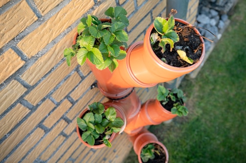 Several orange plastic pots are mounted on a brick wall, each containing green plants with fresh leaves. The pots are arranged vertically, displaying growing vegetation in a small urban garden setting. The wall is made of yellow bricks, and there is green grass and some gravel visible on the ground.