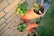 Several orange plastic pots are mounted on a brick wall, each containing green plants with fresh leaves. The pots are arranged vertically, displaying growing vegetation in a small urban garden setting. The wall is made of yellow bricks, and there is green grass and some gravel visible on the ground.