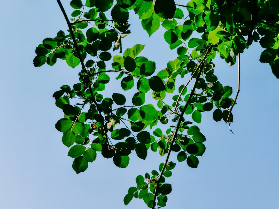 green leaves under blue sky during daytime