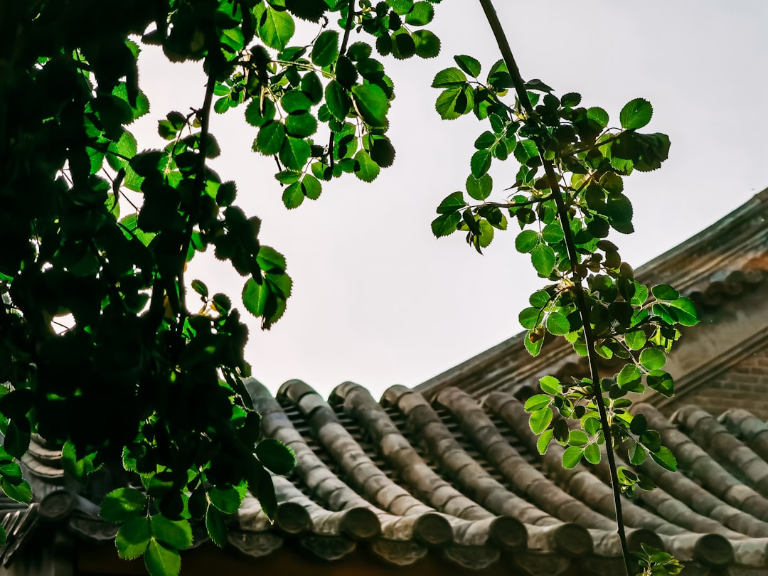 green leaves on roof during daytime