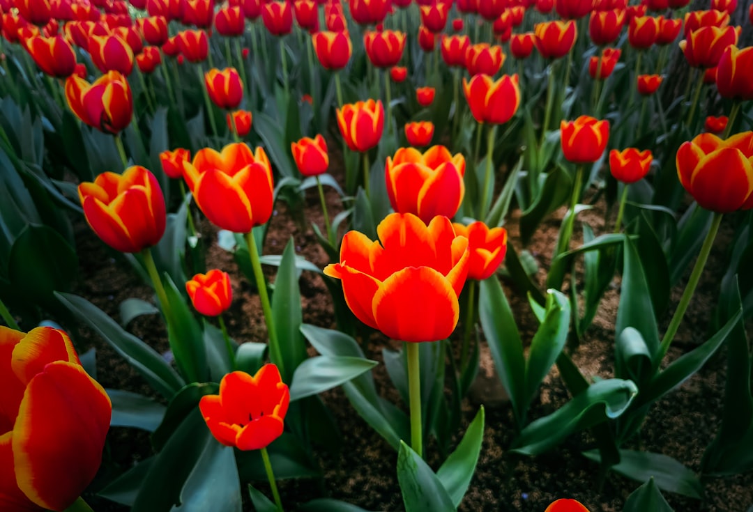 red tulips in bloom during daytime