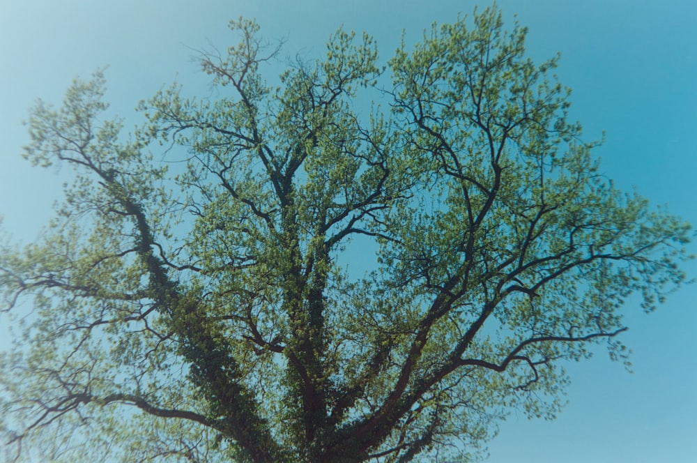 Árbol verde bajo el cielo azul durante el día