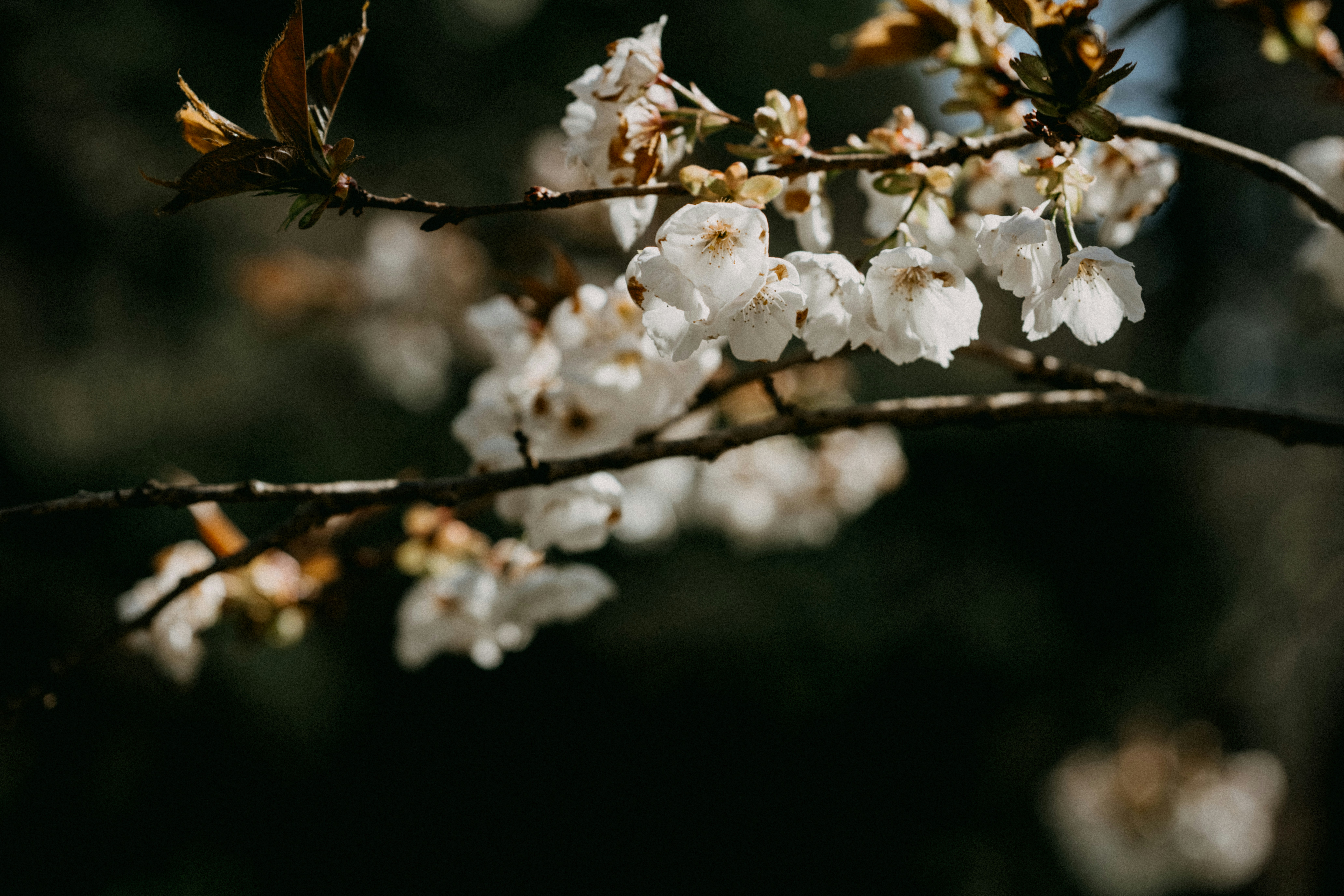 Photo by anniespratt