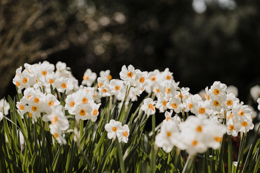 white flowers in tilt shift lens