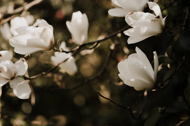 White magnolia blossoms on a tree branch in soft natural light.