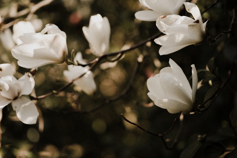 white flowers in tilt shift lens